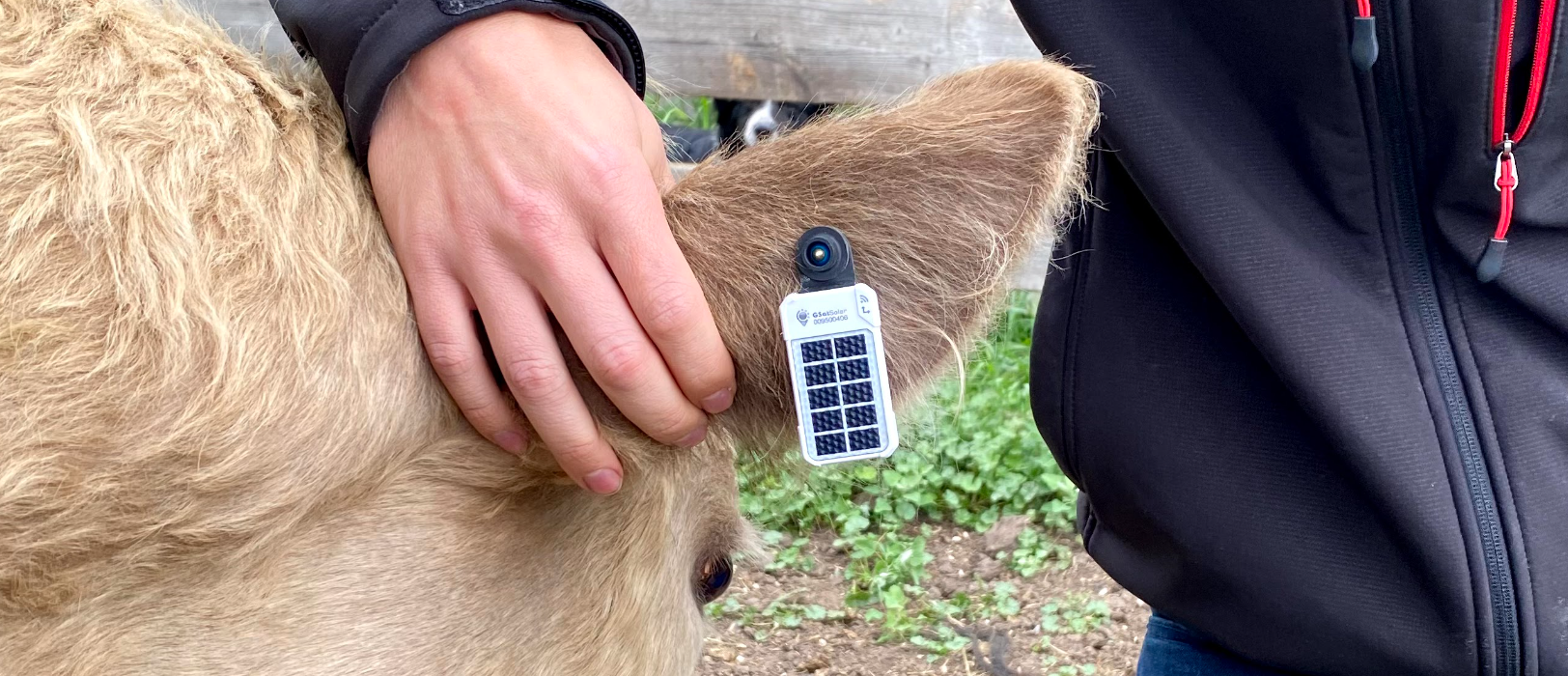 GSatSolar traceur GPS satellite solaire fixé en boucle d'oreille sur une vache — suivi de troupeau hors réseau, autonomie solaire totale, Globalstar

